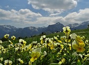 61 Fiori gialli. di viola gialla (viola biflora)..
